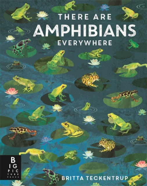 There Are Amphibians Everywhere - Book from The Bookhouse Broughty Ferry- Just £8.99! Shop now